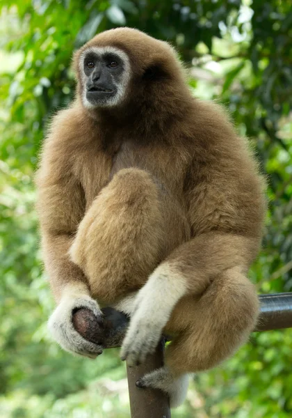 Gibbon visage dans le zoo — Photo