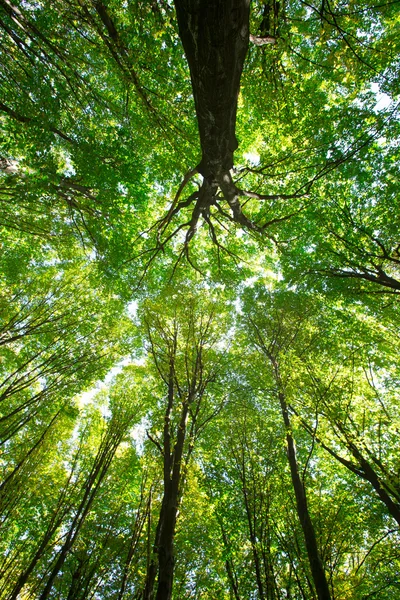 Forest trees in wood — Stock Photo, Image