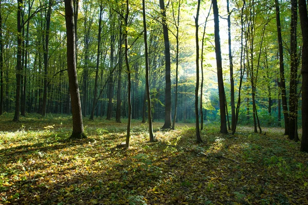 Forest trees in wood — Stock Photo, Image