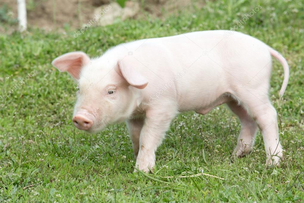 Young pig on green grass
