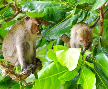 maymunlar hayvan doğaya