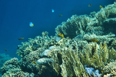 Renkli balıklar ile mercan Bahçe