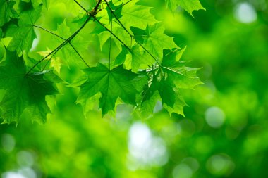 yeşil yapraklar arkaplan