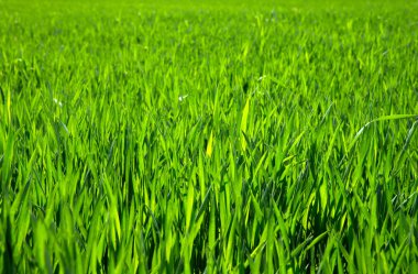 Çim doku alanından