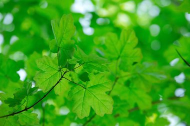 yeşil yapraklar arkaplan