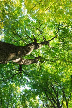 Orman ağaçları ahşap