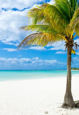 plaj ve tropikal deniz