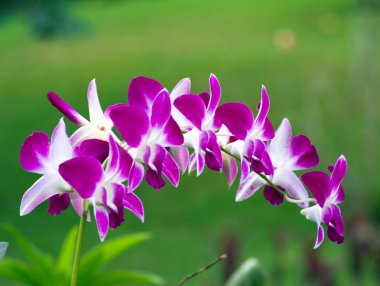 güzel orkide çiçekler
