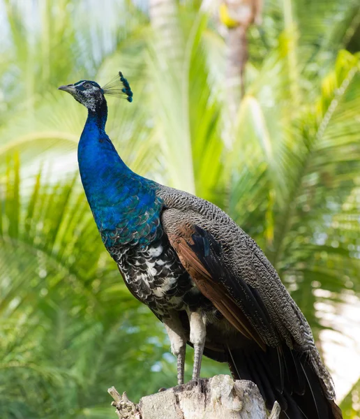 Yeşil renkli peacock — Stok fotoğraf