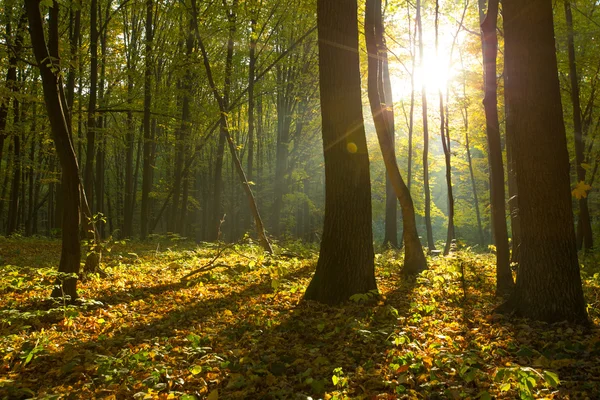 Arbres forestiers en bois — Photo