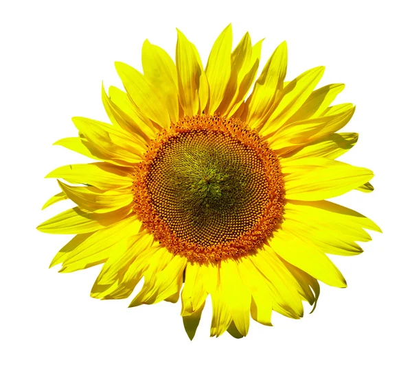 Kaunis keltainen auringonkukka — kuvapankkivalokuva