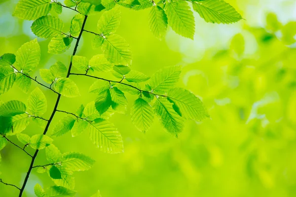 Green leaves background — Stock Photo, Image