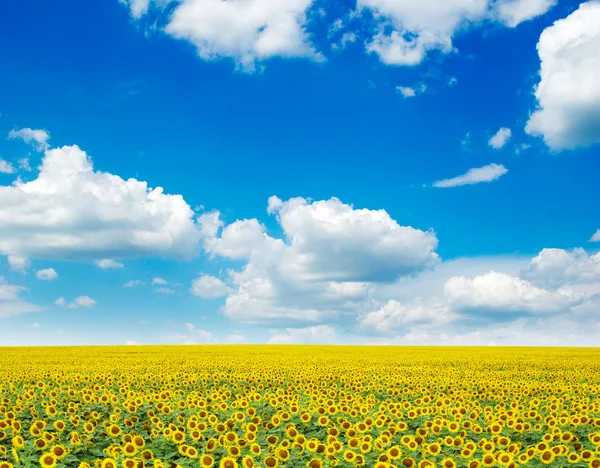 Solrosor fält och blå himmel — Stockfoto