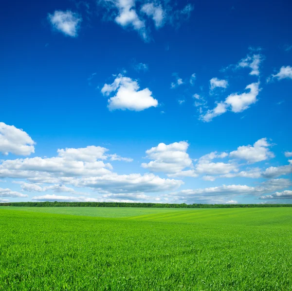 Campo verde y cielo azul — Foto de Stock
