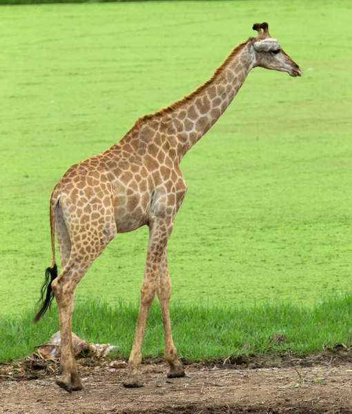 Giraffe in  zoo  park — Stock Photo, Image