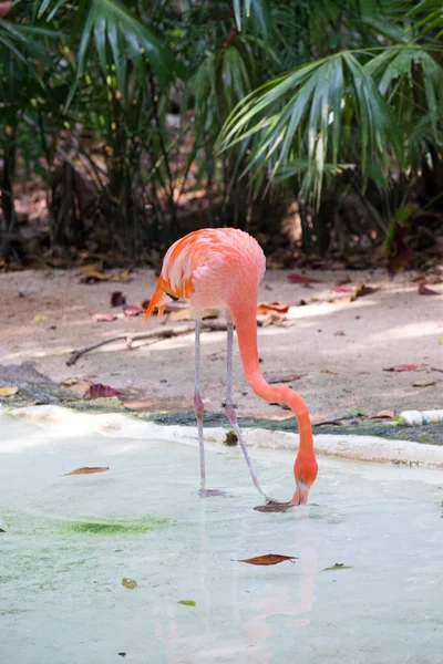 Rosafarbener Flamingo sucht Futter — Stockfoto