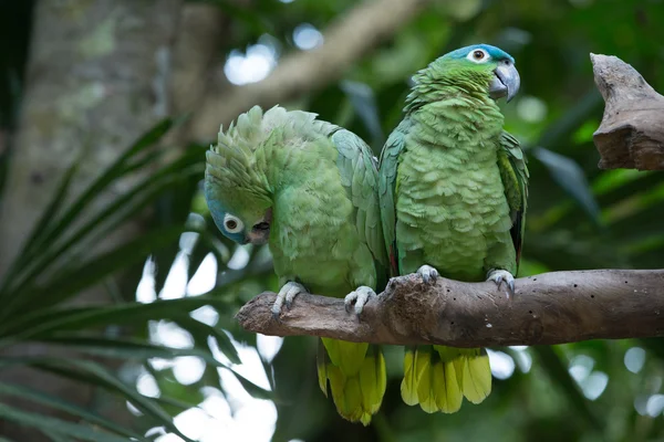 Aves loro sentadas en perca — Foto de Stock