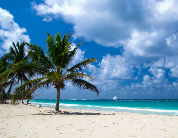 Caribbean beach och palm träd — Stockfoto