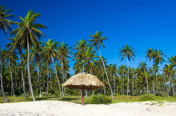 Palmy i plaży — Zdjęcie stockowe