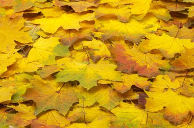 sonbahar yaprakları arka plan