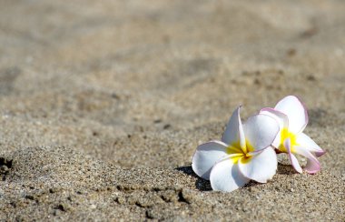 çiçekler Plumeria alba