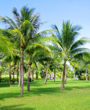 Çimenli bahçe taşı yolu