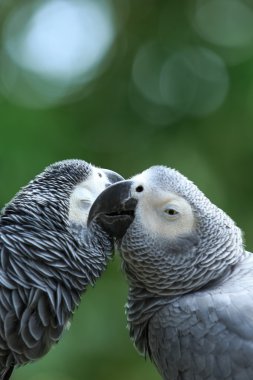 doğa kuşlarda papağan