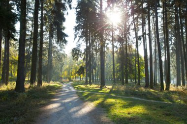 Orman ağaçları ile güneş ışığı