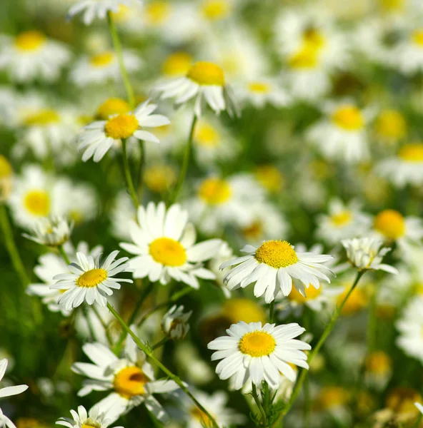 Blooming wild camomile flowers — Stock Photo, Image