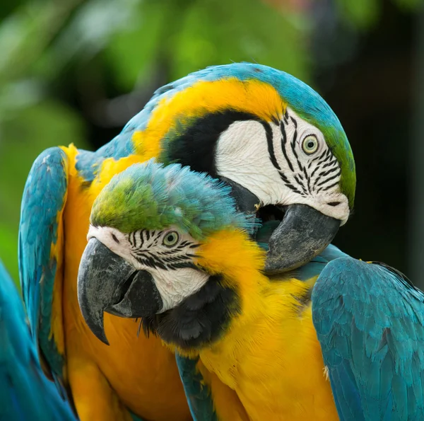 doğa kuşlarda papağan