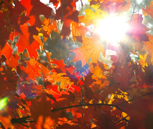 Hojas de otoño fondo — Foto de Stock