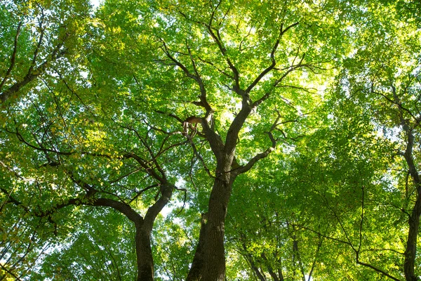 Zonlicht in forest met bomen — Stockfoto