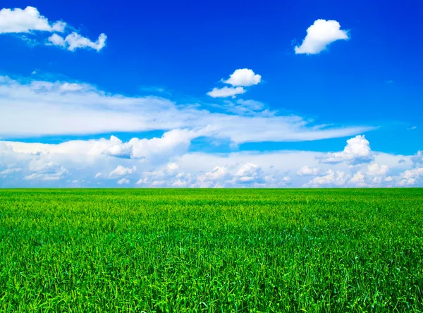 Grønn mark og blå himmel – stockfoto