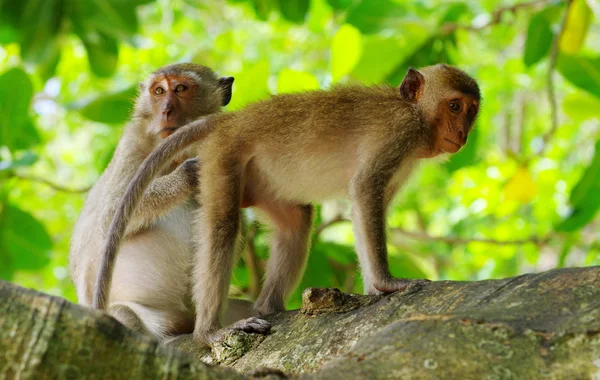 Affentiere in der Natur — Stockfoto