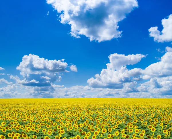 Çiçek ve gökyüzü ile alan — Stok fotoğraf