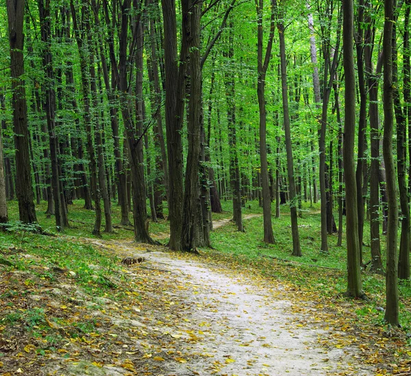 Zonlicht in forest met bomen — Stockfoto