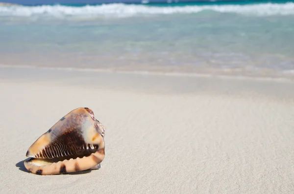 Bellissimo mare tropicale — Foto Stock