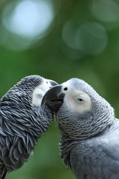 Parrots birds on nature — Stock Image Parrots birds on nature Royalty Free Stock Photos