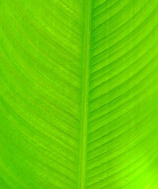 yaprak yeşil arka plan