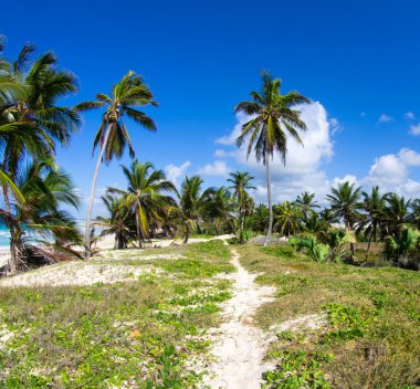 Gökyüzü palmiye ağaçlarının