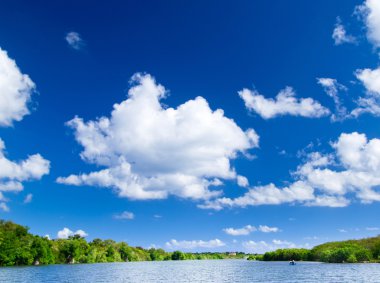 Mangrov ağaçlar Karayip Denizi