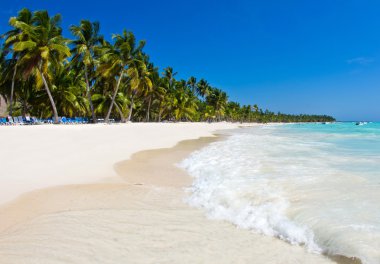 Caribbean beach ve palmiye ağaçları