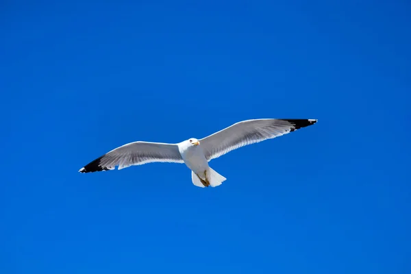 Seagull flies against the  sky — Stock Photo, Image