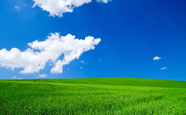 Campo verde e cielo blu — Foto Stock