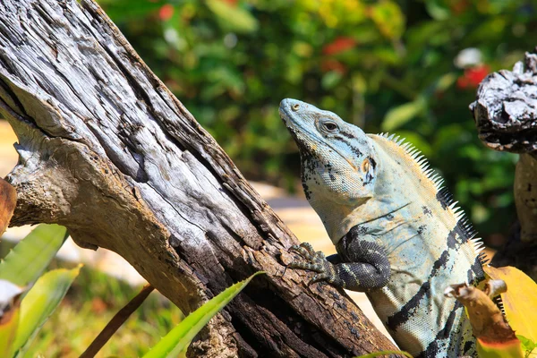 Iguana em ramo de árvore — Fotografia de Stock