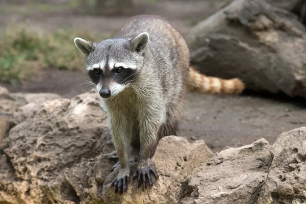 Raccoon animal  on nature — Stock Photo, Image