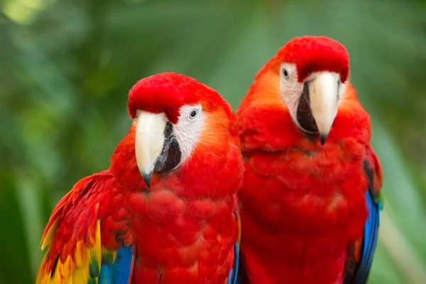 Papegaaien vogels op aard — Stockfoto