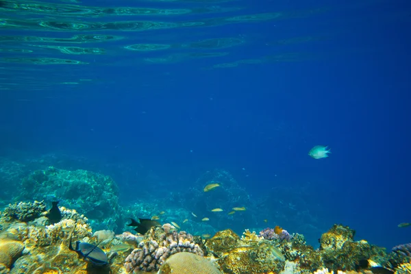 Panorama submarino con peces — Foto de Stock