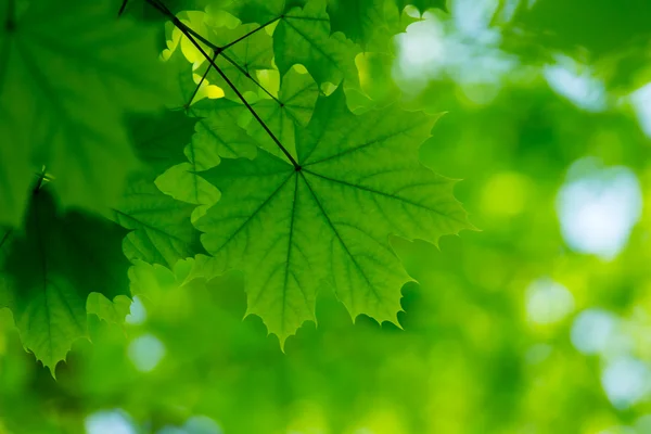 Hojas verdes fondo — Foto de Stock