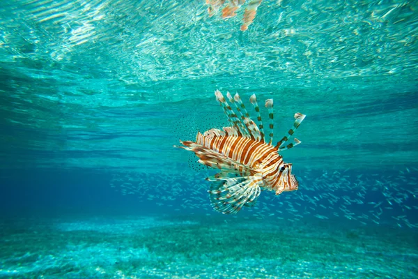 Lion fish swimming — Stock Photo, Image